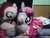 Size: 960x720 | Tagged: artist needed, safe, pinkie pie, twilight sparkle, alicorn, pony, g4, female, irl, mare, photo, plushie, twilight sparkle (alicorn)