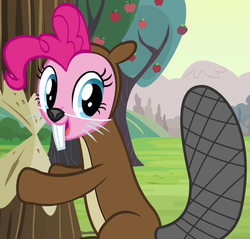Size: 638x611 | Tagged: safe, screencap, pinkie pie, beaver, a friend in deed, g4, animal costume, bucktooth, clothes, costume, cute, female, outfit catalog, smiling, solo