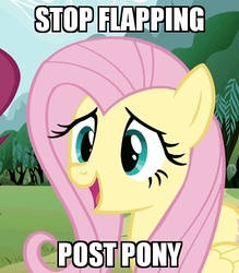 Size: 438x499 | Tagged: safe, fluttershy, g4, female, image macro, meme, solo