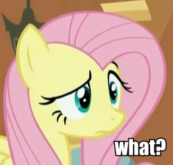 Size: 341x324 | Tagged: safe, screencap, fluttershy, g4, /mlp/, female, raised eyebrow, reaction image, solo, wat