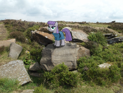 Size: 4000x3000 | Tagged: safe, artist:drawponies, artist:fd-daylight, maud pie, g4, excited, field, irl, photo, ponies in real life, rock, shadow, solo, vector