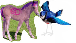 Size: 676x382 | Tagged: safe, artist:no0dlegorillaz, twilight sparkle, alicorn, bird, blue jay, horse, pony, g4, 1000 hours in ms paint, crossover, irl, kissing, male, mordecai, mordetwi, photo, quality, realistic, regular show, simple background, twilight sparkle (alicorn), white background