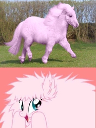 Size: 500x667 | Tagged: safe, edit, oc, oc only, oc:fluffle puff, g4, irl, irl horse, irl pony, meme, photo, that's my pony, that's my x