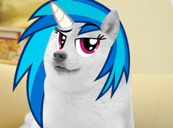 Size: 947x701 | Tagged: safe, artist:blueboxdave, dj pon-3, vinyl scratch, g4, doge, dogicorn, meme