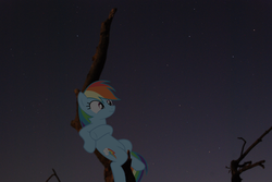 Size: 3872x2592 | Tagged: safe, artist:bushinio, artist:roygbivdash, rainbow dash, g4, high res, irl, photo, ponies in real life, smiling, solo, stargazing, tree limb, vector