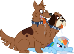 Size: 1038x769 | Tagged: safe, artist:jeatz-axl, rainbow dash, dog, orthros, pegasus, pony, g4, trade ya!, collar, dog collar, drool, multiple heads, simple background, tongue out, transparent background, two heads, vector