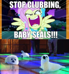 Size: 1280x1364 | Tagged: safe, edit, fluttershy, seal, g4, excessive exclamation marks, flutterrage, grammar, love me, meme, nightclub, pun, punctuation, you're going to love me