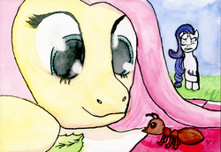 Size: 1200x827 | Tagged: safe, artist:halflingpony, fluttershy, rarity, ant, pony, g4