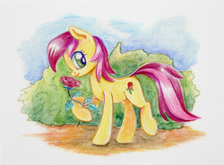 Size: 1019x750 | Tagged: safe, artist:maytee, roseluck, earth pony, pony, g4, female, flower, rose, solo