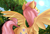 Size: 1920x1292 | Tagged: safe, artist:mattatatta, fluttershy, survivor shy, g4, butt, female, plot, solo, spread wings