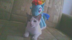 Size: 1280x720 | Tagged: safe, rainbow dash, cat, g4, irl, photo, plushie, ponies riding cats, riding