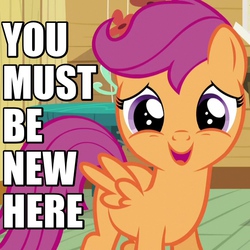 Size: 600x600 | Tagged: safe, edit, edited screencap, screencap, scootaloo, pegasus, pony, bloom & gloom, g4, caption, cropped, cute, cutealoo, female, filly, foal, image macro, looking at you, meme, open mouth, reaction image, smiling, solo, spread wings, you must be new here