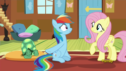 Size: 1920x1080 | Tagged: safe, screencap, fluttershy, rainbow dash, tank, g4, my little pony: friendship is magic, tanks for the memories, scrunchy face