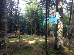Size: 3264x2448 | Tagged: safe, artist:makenshi179, artist:xpesifeindx, rainbow dash, pegasus, pony, g4, flying, forest, high res, irl, photo, ponies in real life, solo, sun, vector