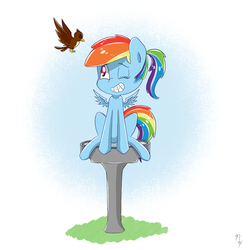 Size: 1000x1000 | Tagged: safe, artist:nightfall28, rainbow dash, bird, g4, behaving like a bird, bird bath, female, solo