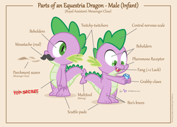 Size: 1050x750 | Tagged: safe, artist:dm29, spike, dragon, g4, anatomy, anatomy chart, anatomy guide, chart, gem, male, moustache, parts of an equestria pony, solo