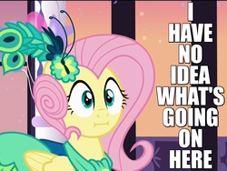 Size: 800x600 | Tagged: safe, edit, edited screencap, screencap, fluttershy, pegasus, pony, g4, make new friends but keep discord, :i, alternate hairstyle, caption, clothes, cropped, dress, faic, female, gala dress, grand galloping gala, image macro, mare, reaction image, solo, we bought two cakes