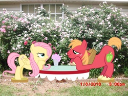 Size: 900x675 | Tagged: safe, big macintosh, fluttershy, earth pony, pony, g4, irl, male, photo, ponies in real life, ship:fluttermac, shipping, stallion, straight