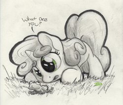 Size: 3296x2837 | Tagged: safe, artist:bobdude0, sweetie belle, frog, g4, curious, high res, sketch, traditional art