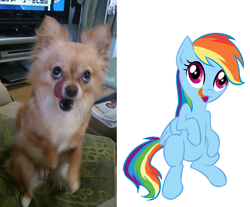 Size: 760x629 | Tagged: safe, artist:ta-na, rainbow dash, dog, pegasus, pony, g4, :p, behaving like a dog, doodle, ponified animal photo