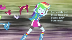 Size: 845x465 | Tagged: safe, rainbow dash, bird, blue jay, equestria girls, g4, homestar runner, image macro, meme, reference, speciesism, speciesist-dash, text