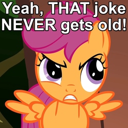 Size: 500x500 | Tagged: safe, screencap, scootaloo, g4, the show stoppers, angry, annoyed, caption, female, frown, image macro, reaction image, scootaloo is not amused, solo, spread wings, unamused