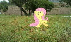 Size: 665x396 | Tagged: safe, artist:drpain, fluttershy, g4, city, garden, happy, irl, open mouth, photo, ponies in real life, solo