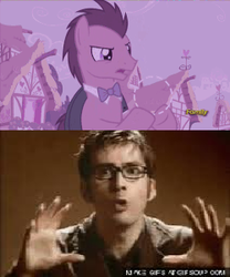 Size: 250x300 | Tagged: safe, doctor whooves, time turner, pony, g4, slice of life (episode), bad edit, blazer, bowtie, clothes, david tennant, doctor who, gifsoup, image macro, male, meme, necktie, shirt, sideburns, stallion, tenth doctor, the doctor