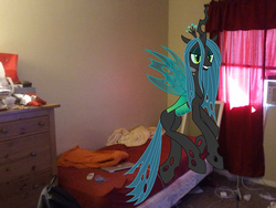 Size: 640x480 | Tagged: safe, artist:goodfornothing117, edit, queen chrysalis, pony, g4, bed, irl, photo, ponies in real life