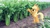 Size: 440x247 | Tagged: safe, artist:odistiomneshomines, edit, applejack, g4, celery, herbivore, irl, open mouth, photo, ponies in real life, smiling, solo