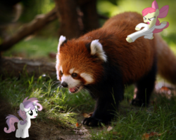 Size: 2560x2048 | Tagged: safe, artist:apidesigns, artist:candy-muffin, artist:ikillyou121, apple bloom, sweetie belle, red panda, g4, cute, firefox, high res, irl, karate, messy, messy mane, photo, ponies in real life, shadow, vector