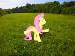 Size: 2592x1944 | Tagged: safe, artist:makenshi179, artist:moongazeponies, fluttershy, g4, dancing, field, grass field, irl, photo, ponies in real life, solo, tree, vector
