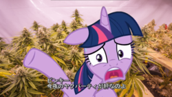 Size: 767x433 | Tagged: safe, twilight sparkle, alicorn, pony, g4, drug party, drugs, female, japanese, marijuana, solo, twilight sparkle (alicorn)