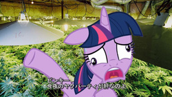 Size: 767x433 | Tagged: safe, twilight sparkle, alicorn, pony, g4, drug party, drugs, female, japanese, marijuana, solo, twilight sparkle (alicorn)