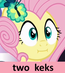 Size: 296x334 | Tagged: safe, fluttershy, g4, make new friends but keep discord, :i, forty keks, kek, meme, reaction image, we bought two cakes, wide eyes