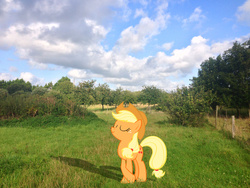 Size: 1600x1200 | Tagged: safe, artist:jourple, artist:makenshi179, applejack, g4, apple orchard, field, grass field, irl, photo, ponies in real life, pose, shadow, solo, vector