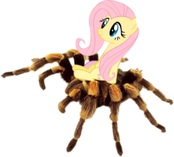 Size: 1274x1150 | Tagged: safe, fluttershy, pegasus, pony, spider, tarantula, g4, female, mare, red-kneed tarantula, riding, simple background, solo, transparent background, whee