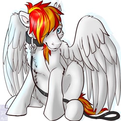 Size: 894x894 | Tagged: safe, artist:echojellymutt, oc, oc only, oc:heartfire, pegasus, pony, collar, leash, male, malesub, stallion, submissive, white