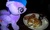 Size: 2560x1536 | Tagged: safe, artist:onlyfactory, twilight sparkle, alicorn, pony, g4, bacon, bootleg, female, irl, mare, pancakes, photo, plushie, twilight sparkle (alicorn), waifu dinner