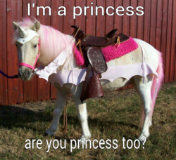 Size: 800x728 | Tagged: safe, horse, pony, unicorn, barely pony related, fake horn, i'm a princess are you a princess too?, image macro, irl, irl horse, meme, photo, pretty princess, princess, saddle, tack, text