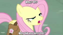 Size: 1280x720 | Tagged: safe, edit, edited screencap, screencap, fluttershy, g4, putting your hoof down, angry, bag, female, image macro, meme, mid-blink screencap, saddle bag, solo, why would you post that