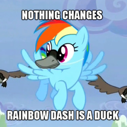 Size: 480x480 | Tagged: safe, screencap, rainbow dash, canada goose, duck, goose, derpibooru, g4, animal, cropped, duckface, flying, geese, image macro, literal duck face, meme, meta, op is a duck