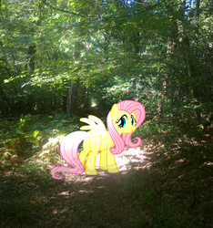 Size: 2549x2722 | Tagged: safe, artist:90sigma, artist:makenshi179, fluttershy, g4, forest, glowing, high res, irl, photo, ponies in real life, solo, vector