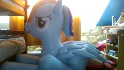 Size: 800x450 | Tagged: safe, rainbow dash, inflatable pony, g4, bootleg, hongyi, indoors, inflatable, inflatable pegasus, irl, low quality, lying down, opaque inflatable, photo, prone