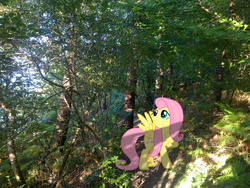 Size: 2592x1944 | Tagged: safe, artist:ebontopaz, artist:makenshi179, fluttershy, g4, forest, irl, path, photo, ponies in real life, shadow, solo, vector