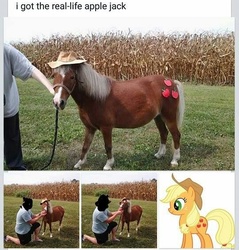 Size: 540x565 | Tagged: safe, applejack, horse, human, pony, g4, clothes, cosplay, costume, horse cosplay, irl, irl horse, irl human, live action applejack, photo, real pony