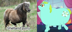 Size: 703x314 | Tagged: safe, whoa nelly, pony, shetland pony, unicorn, canterlot boutique, g4, comparison, cute, fat, incidental pony, irl, photo, real pony