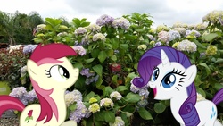 Size: 1441x810 | Tagged: safe, artist:bucketofwhales, artist:delectablecoffee, artist:thedoubledeuced, rarity, roseluck, g4, flower, happy, hydrangeas, irl, photo, ponies in real life, vector