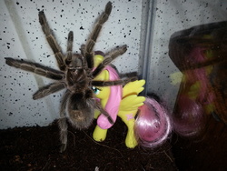 Size: 3264x2448 | Tagged: safe, fluttershy, arachnid, spider, tarantula, g4, arachnophobia, high res, irl, mcdonald's happy meal toys, pet, photo, toy