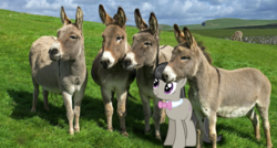 Size: 984x528 | Tagged: safe, octavia melody, donkey, earth pony, pony, g4, burroctavia, irl, irl donkey, meme, photo, spanish